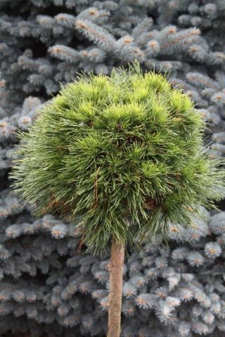 Description of Varella pine