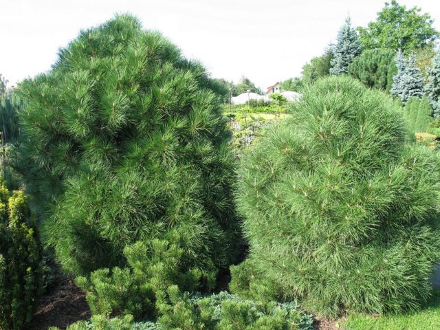 Description of Varella pine