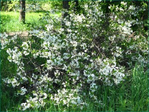 Description of varieties of steppe cherries with a photo