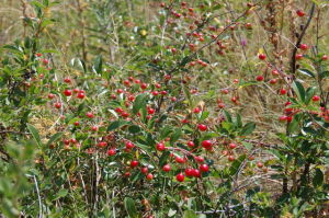 Description of varieties of steppe cherries with a photo