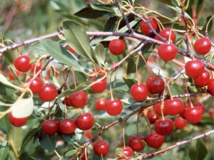 Description of varieties of steppe cherries with a photo