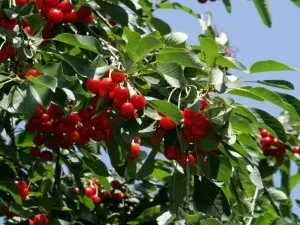 Description of varieties of steppe cherries with a photo