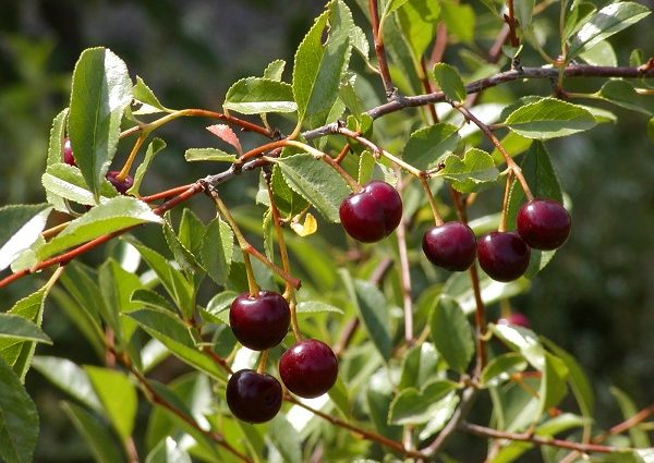 Description of varieties of steppe cherries with a photo