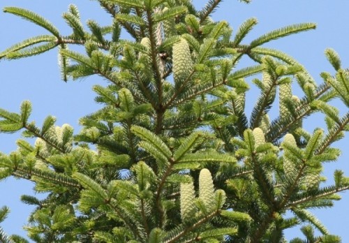 Description of white fir