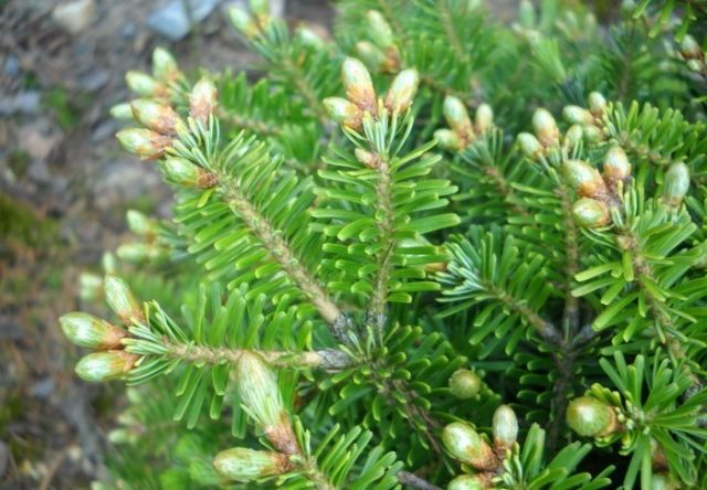 Description of white fir