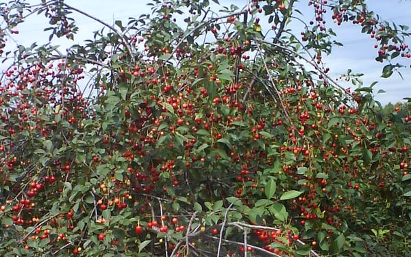 Description of youth cherries, photo varieties