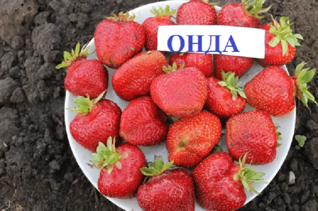 Description, planting and care of Onda strawberries (Onda)