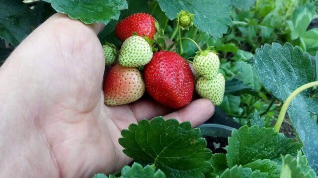 Description, planting and care of Onda strawberries (Onda)