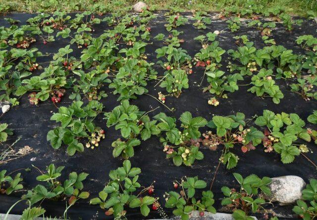 Description, planting and care of Onda strawberries (Onda)