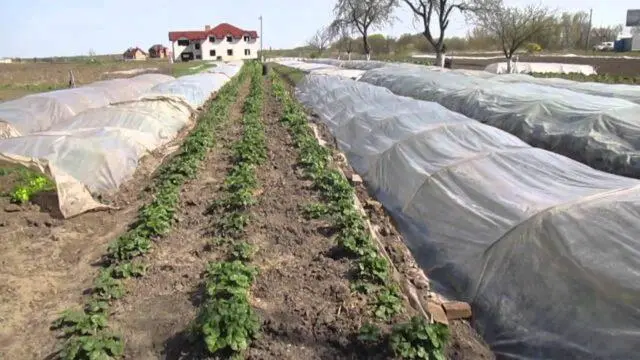 Description, planting and care of Onda strawberries (Onda)