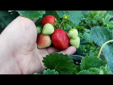 Description, planting and care of Onda strawberries (Onda)