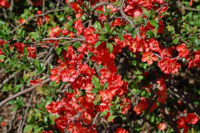 Description, planting and caring for the magnificent quince Nicoline (Nikolin)