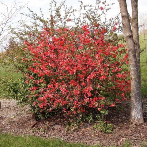 Description, planting and caring for the magnificent quince Nicoline (Nikolin)