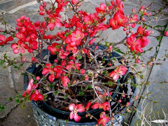 Description, planting and caring for the magnificent quince Nicoline (Nikolin)