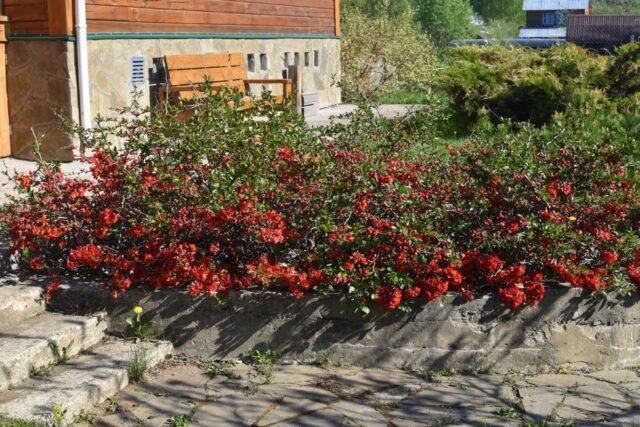 Description, planting and caring for the magnificent quince Nicoline (Nikolin)