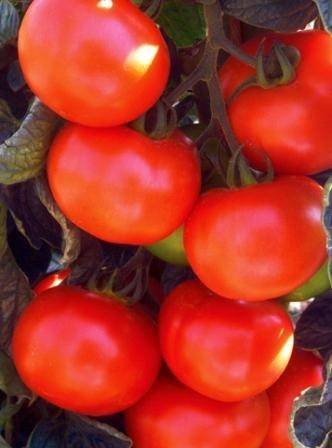 Determinant early ripe varieties of tomatoes