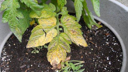 Determinant early ripe varieties of tomatoes