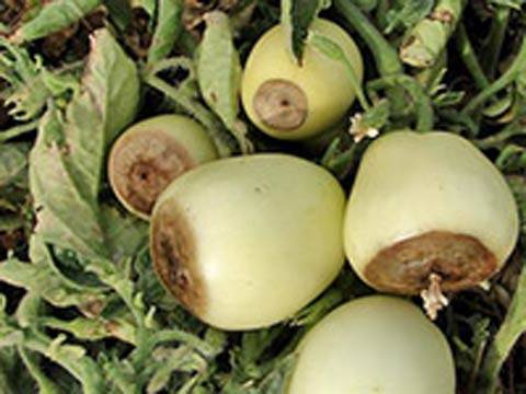 Determinant early ripe varieties of tomatoes