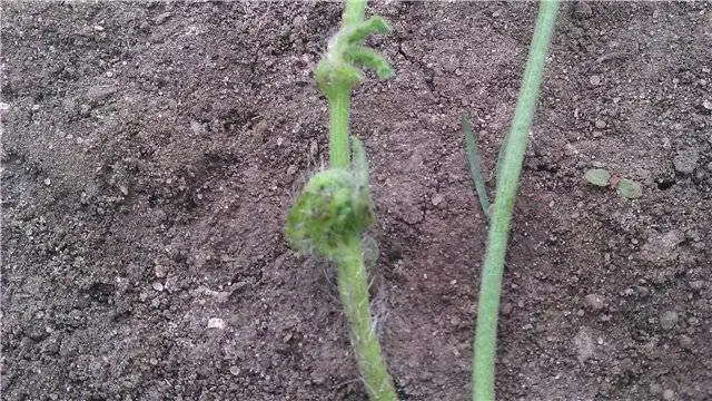 Determinant early ripe varieties of tomatoes