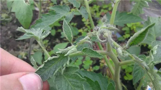 Determinant early ripe varieties of tomatoes