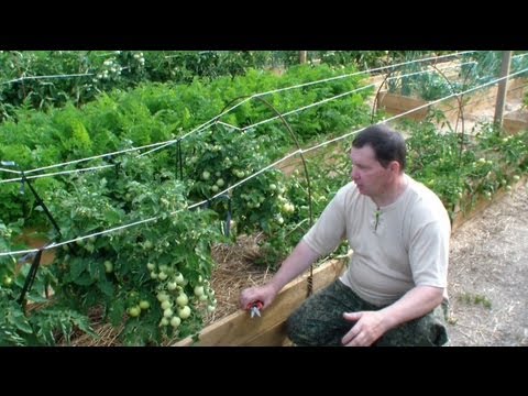 Determinant early ripe varieties of tomatoes