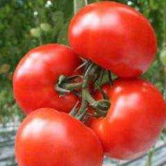 Determinant early ripe varieties of tomatoes