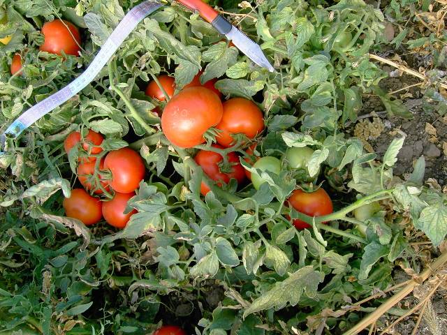 Determinant early ripe varieties of tomatoes