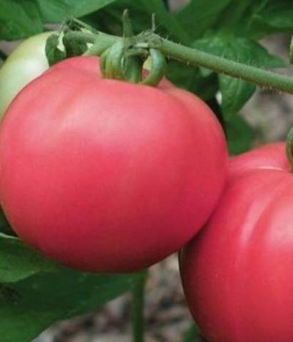 Determinant early ripe varieties of tomatoes