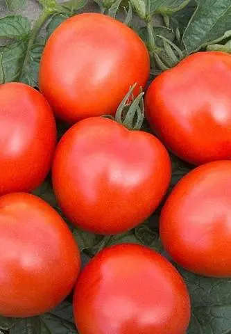 Determinant early ripe varieties of tomatoes