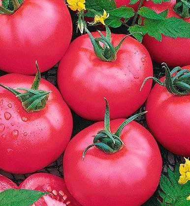 Determinant early ripe varieties of tomatoes