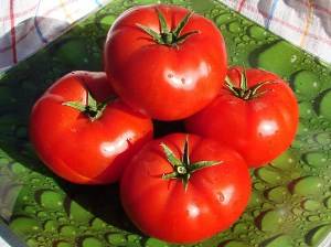 Determinant early ripe varieties of tomatoes