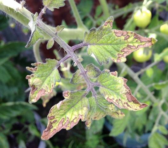 Determinant early ripe varieties of tomatoes