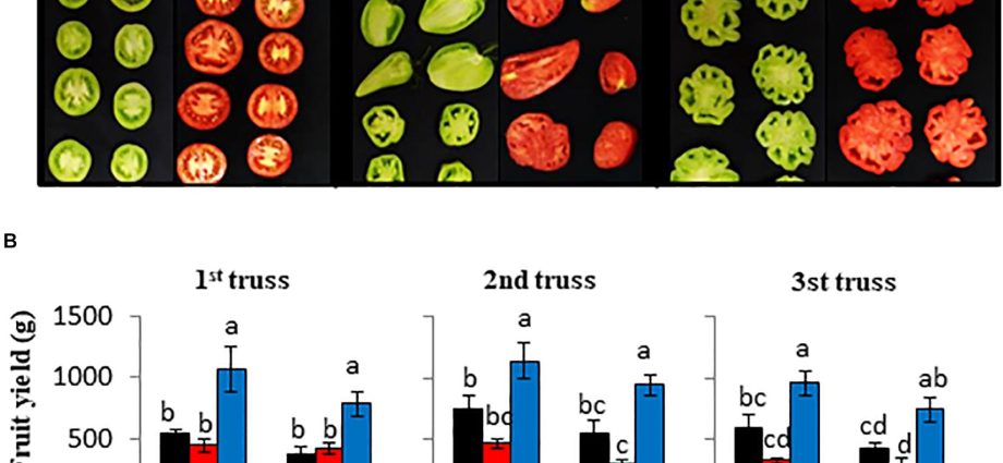 Determinant early ripe varieties of tomatoes