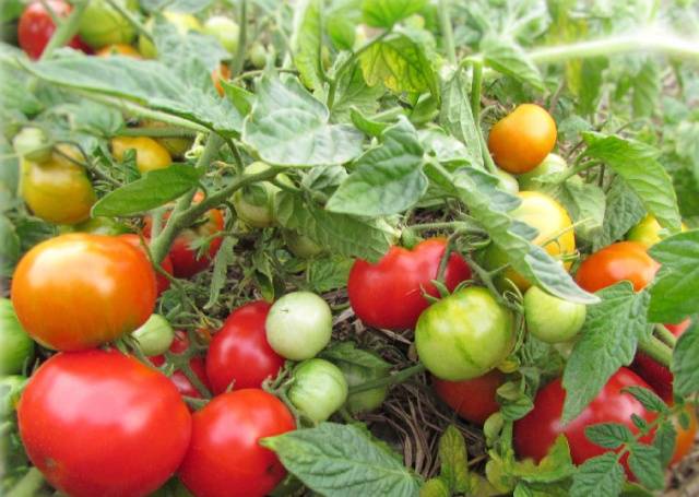 Determinate tomatoes - the best varieties