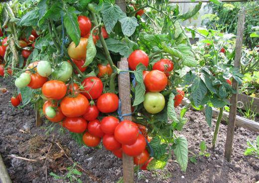 Determinate tomatoes - the best varieties