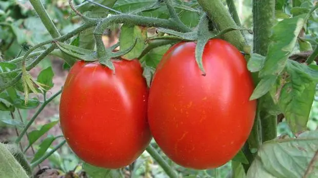 Determinate tomatoes - the best varieties