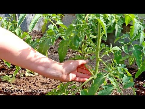 Determinate tomatoes - the best varieties