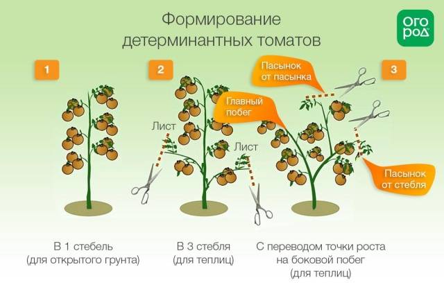 Determinate tomatoes &#8211; what is it