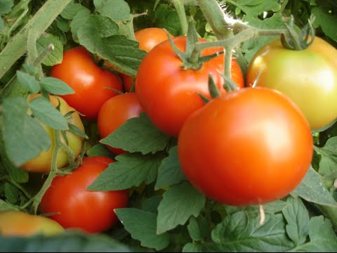 Determinate tomatoes - what is it