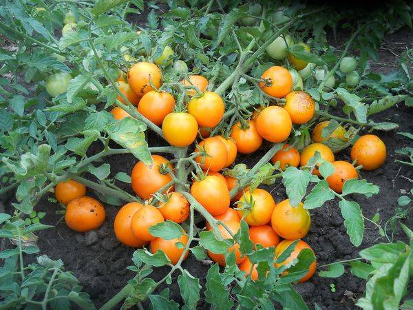 Determinate tomatoes &#8211; what is it