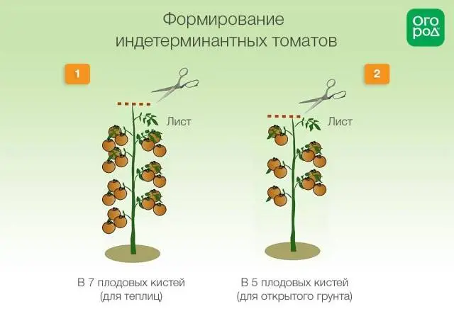 Determinate tomatoes &#8211; what is it