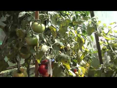 Determinate tomatoes - what is it