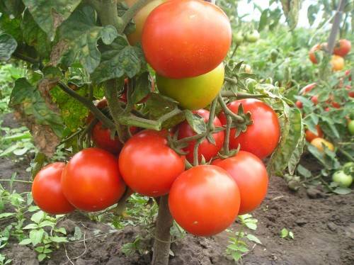 Determinate tomatoes: shaping, pinching + video