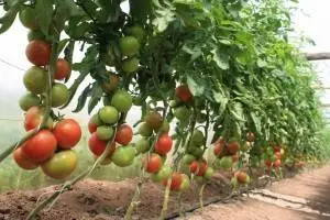 Determinate tomatoes: shaping, pinching + video