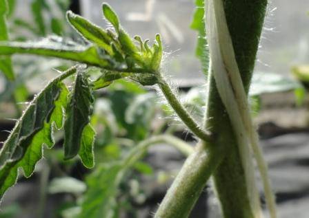 Determinate tomatoes: shaping, pinching + video