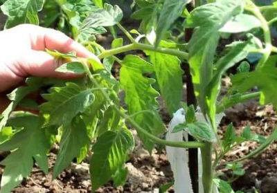 Determinate tomatoes: shaping, pinching + video