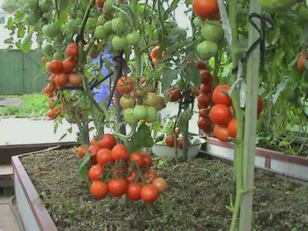 Determinate tomatoes: shaping, pinching + video