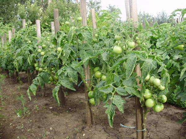 Determinate tomatoes: shaping, pinching + video