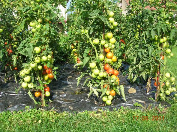 Determinate tomatoes: shaping, pinching + video