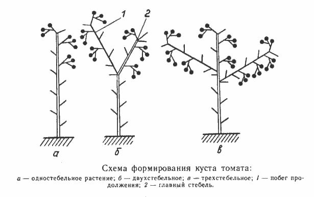 Determinate tomatoes: shaping, pinching + video